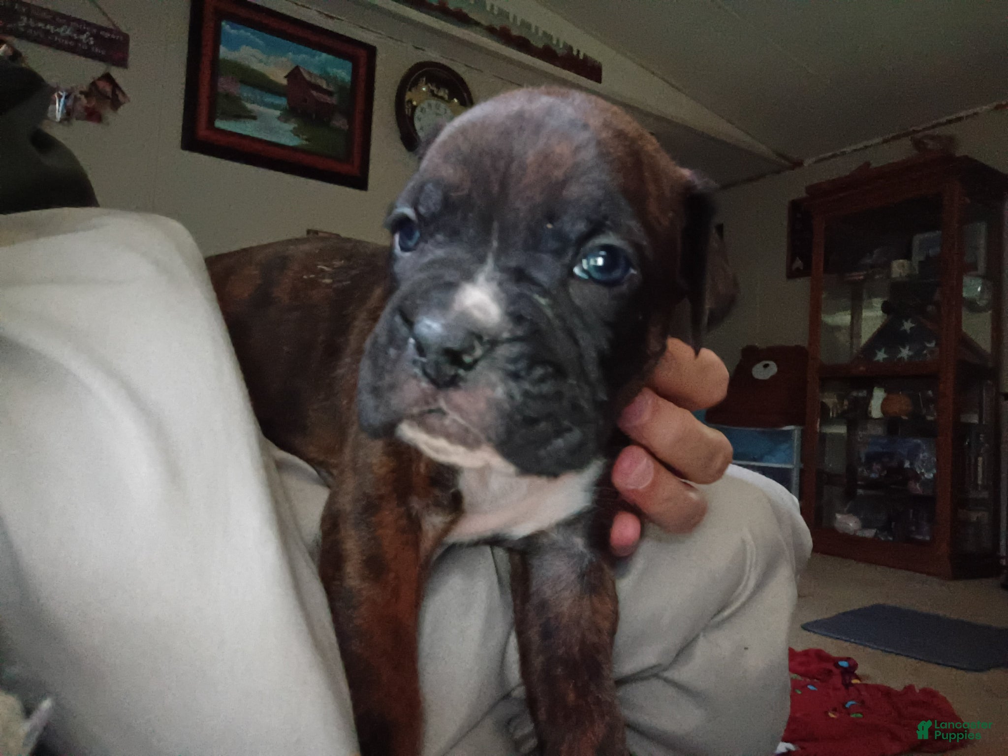 Boxer dogs Blaze - Ad 30