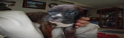 Boxer dogs for sale: Blaze - Ad 1