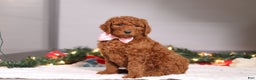 Standard Poodle dogs for sale: Lily - Ad 1