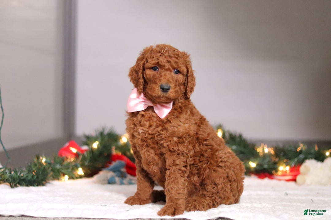 Standard Poodle dogs for sale: Lily - Ad 1
