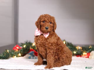 Standard Poodle dogs Lily - Ad 11