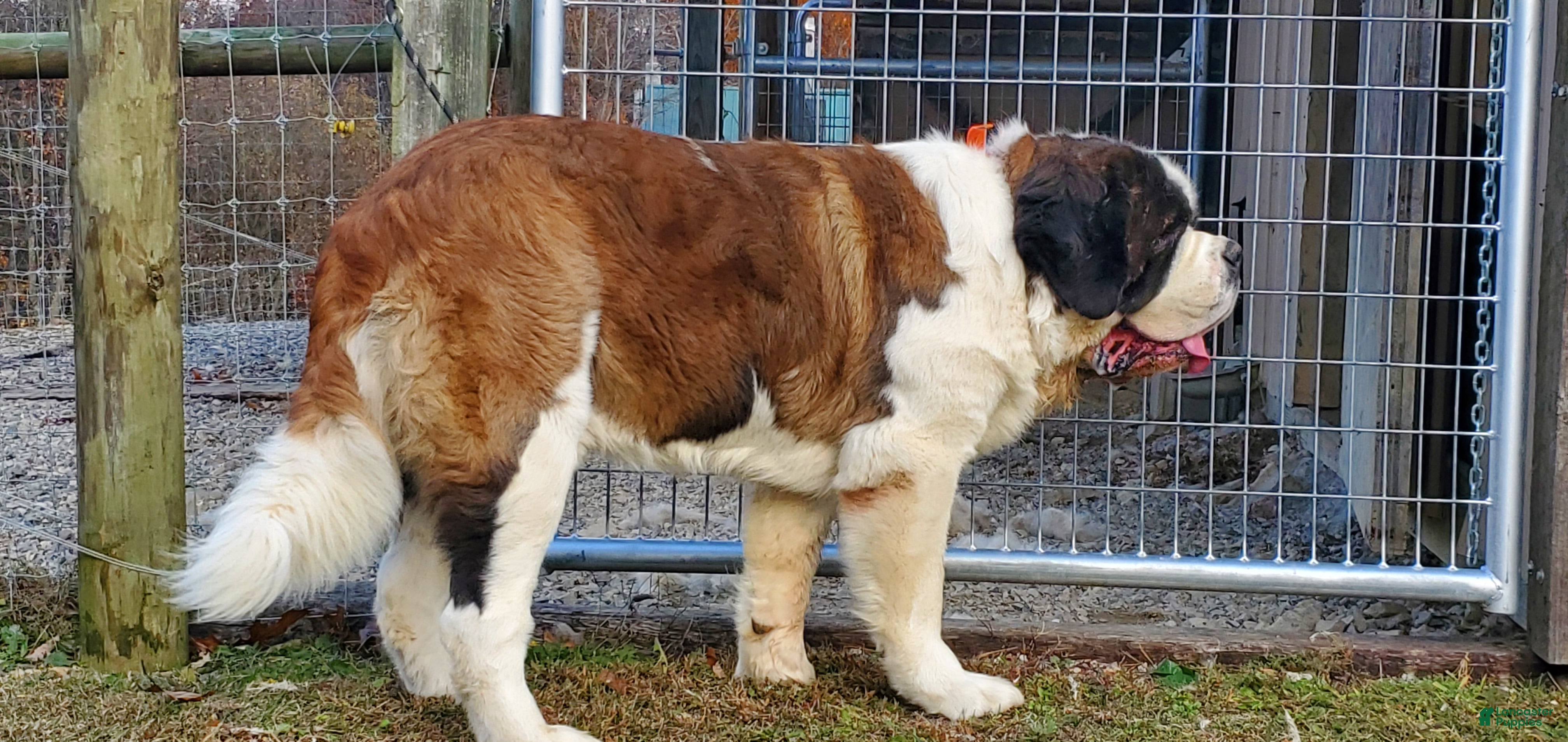 Saint Bernard dogs Birch - Ad 4