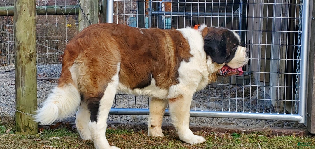 Saint Bernard dogs for sale: Birch - Ad 1