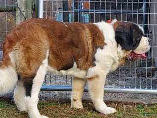 Saint Bernard dogs Birch - Ad 25