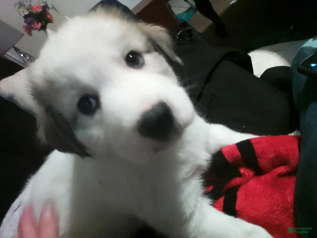 Mixed Breed dogs for sale: Buddy Boy  - Ad 5