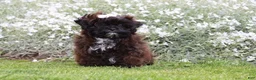 Shihpoo dogs for sale: Laura - Ad 4