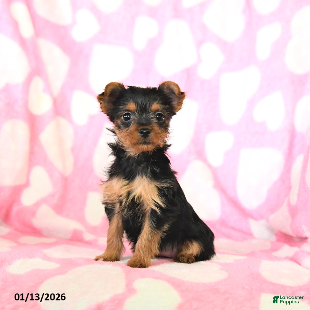Yorkshire Terrier dogs for sale: Tina - Ad 2