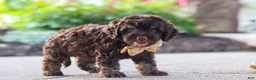 Cockapoo dogs for sale: Trevor - Ad 6