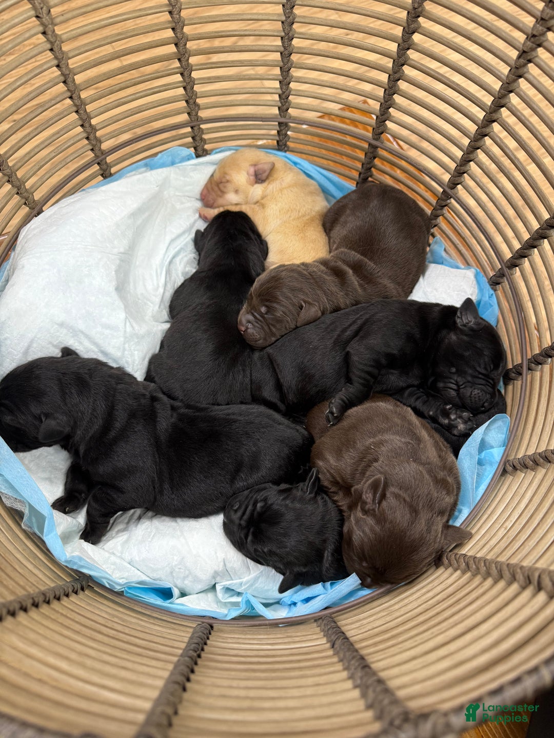 Labrador Retriever dogs for sale: Labrador Retriever Puppy 3 - Ad 3