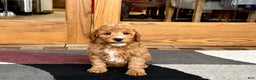 Cavapoo dogs for sale: Perry F1b - Ad 3
