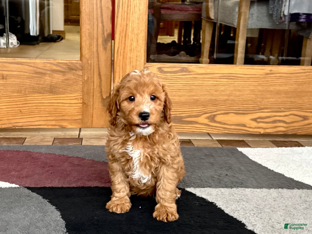 Cavapoo dogs for sale: Perry F1b - Ad 3