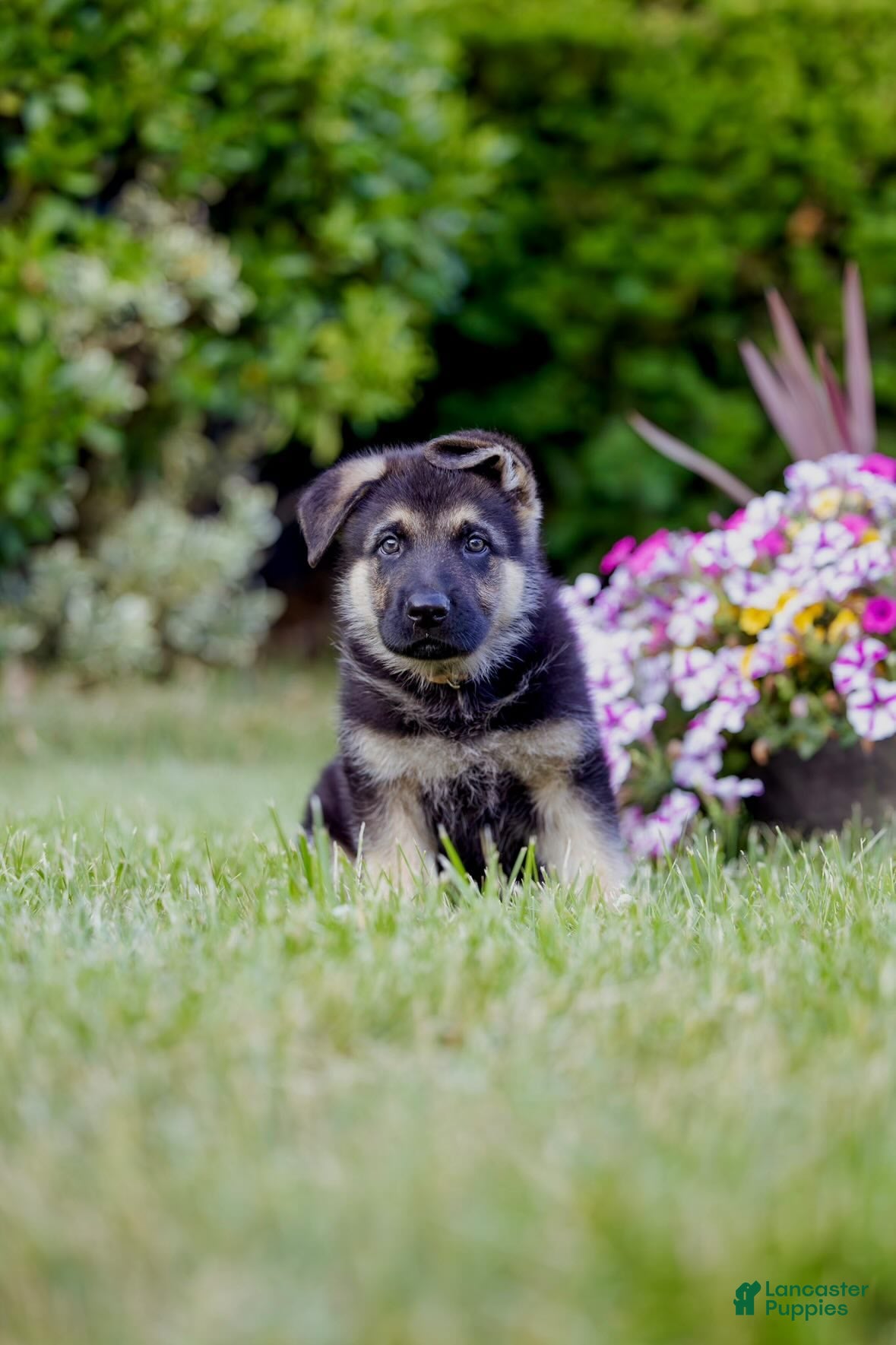 German Shepherd dogs for sale: Conan - Ad 3