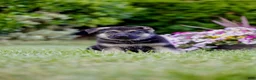 German Shepherd dogs for sale: Conan - Ad 1
