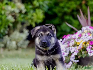 German Shepherd dogs for sale: Conan - Ad 3