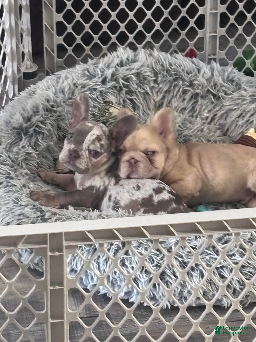 French Bulldog dogs for sale: French Bulldog Puppy 2 - Ad 6