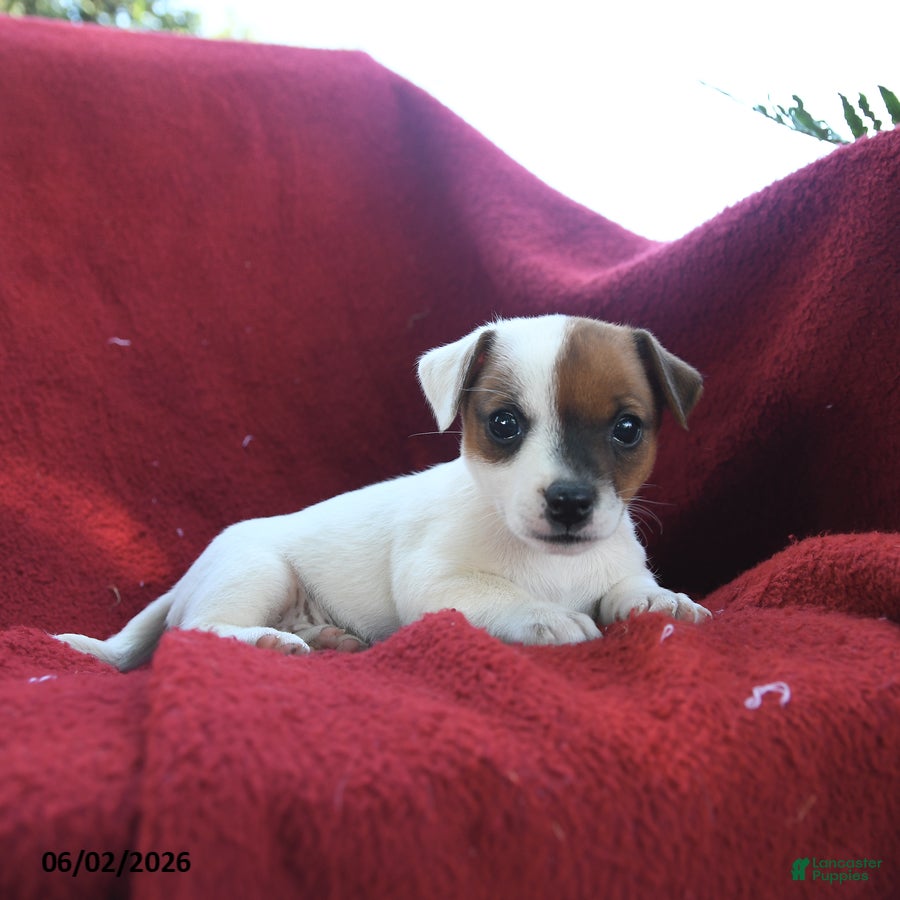 Jack Russell Terrier dogs Muffin - Ad 2
