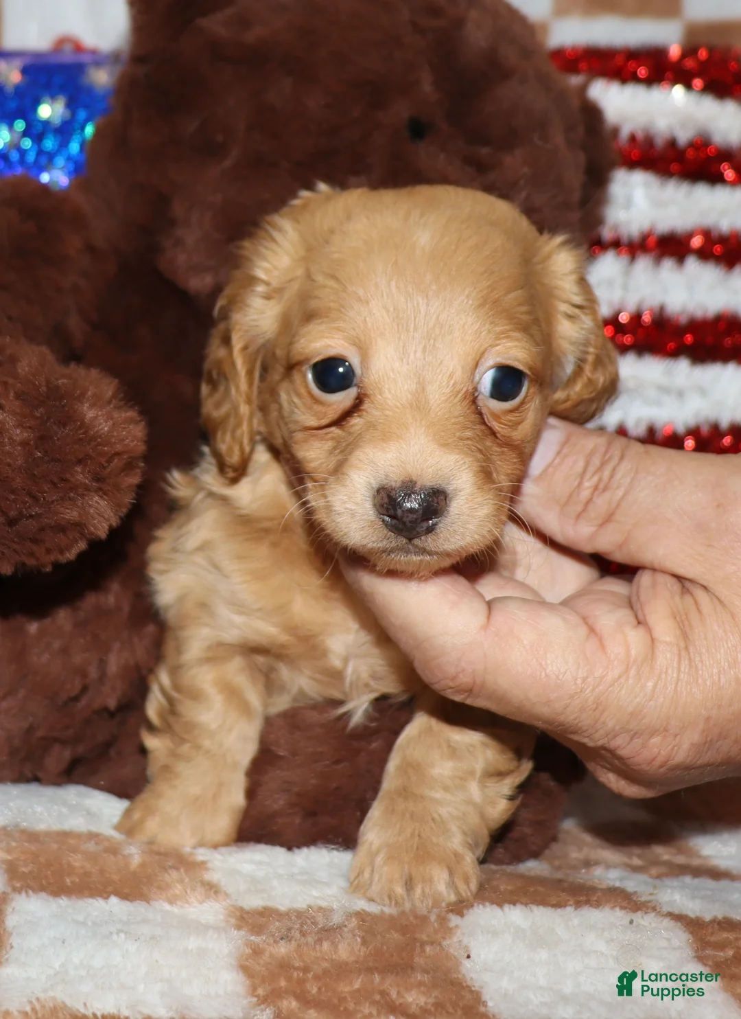 Miniature Dachshund dogs for sale:  Gigi - Ad 1