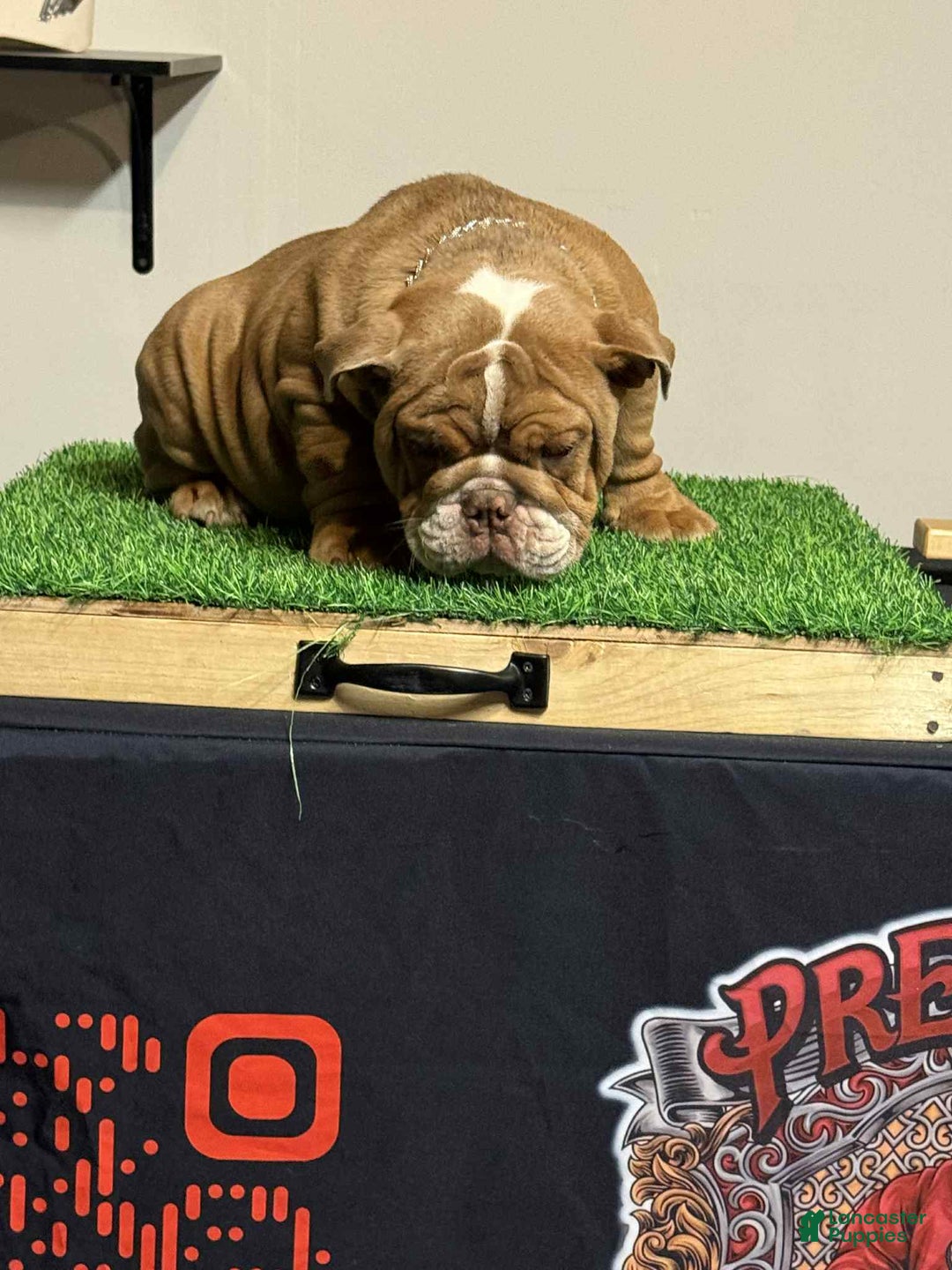 English Bulldog dogs for sale: English Bulldog Puppy 2 - Ad 1