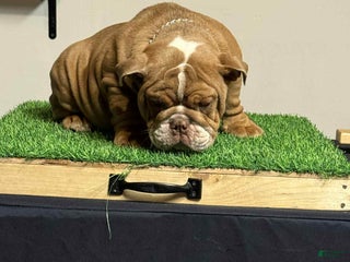 English Bulldog dogs English Bulldog Puppy 2 - Ad 3