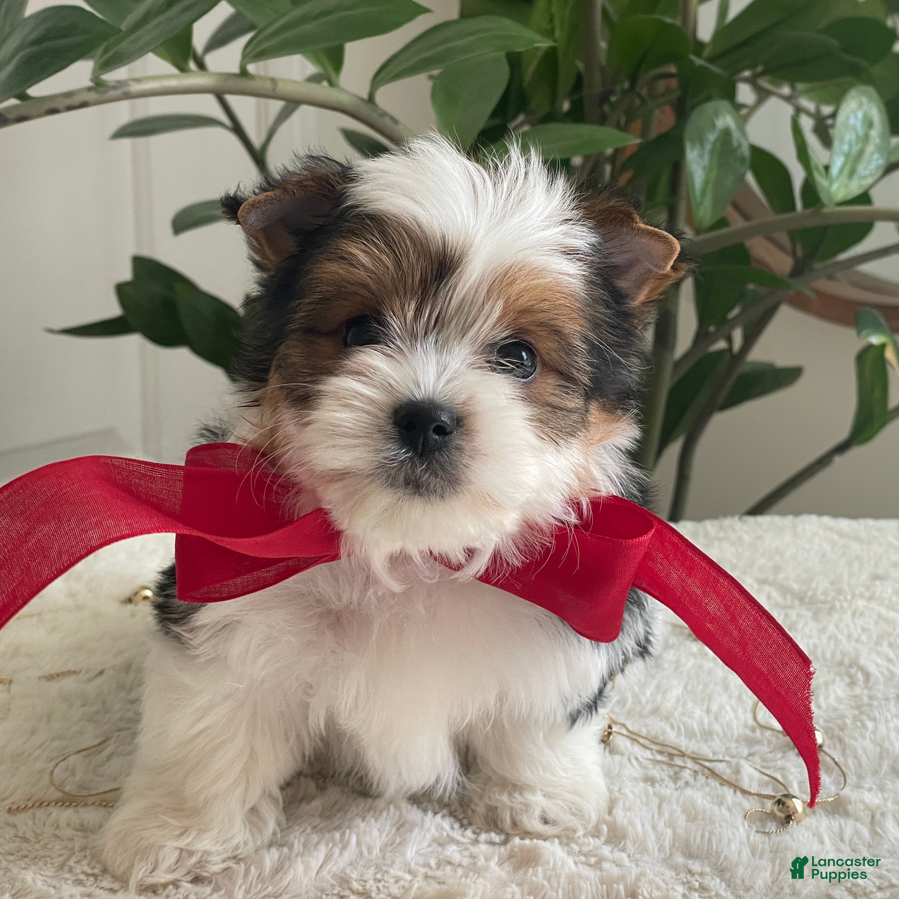 Biewer Terrier dogs Toby - Ad 1