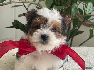 Biewer Terrier dogs Toby - Ad 7