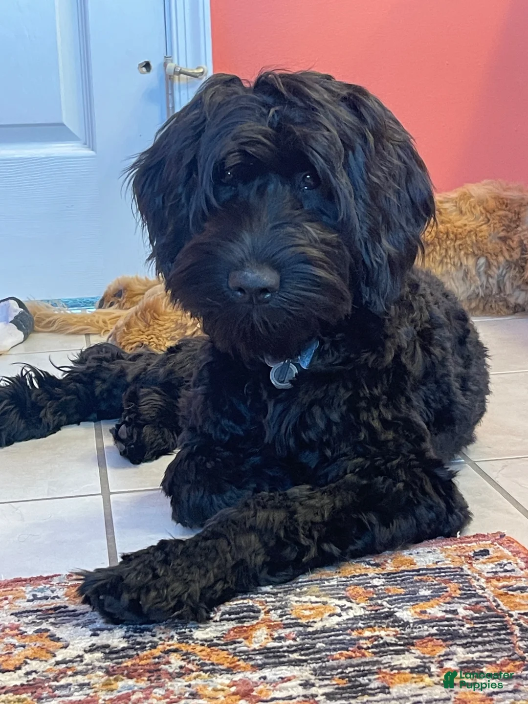 Mixed Breed dogs for sale: Olive - Ad 2