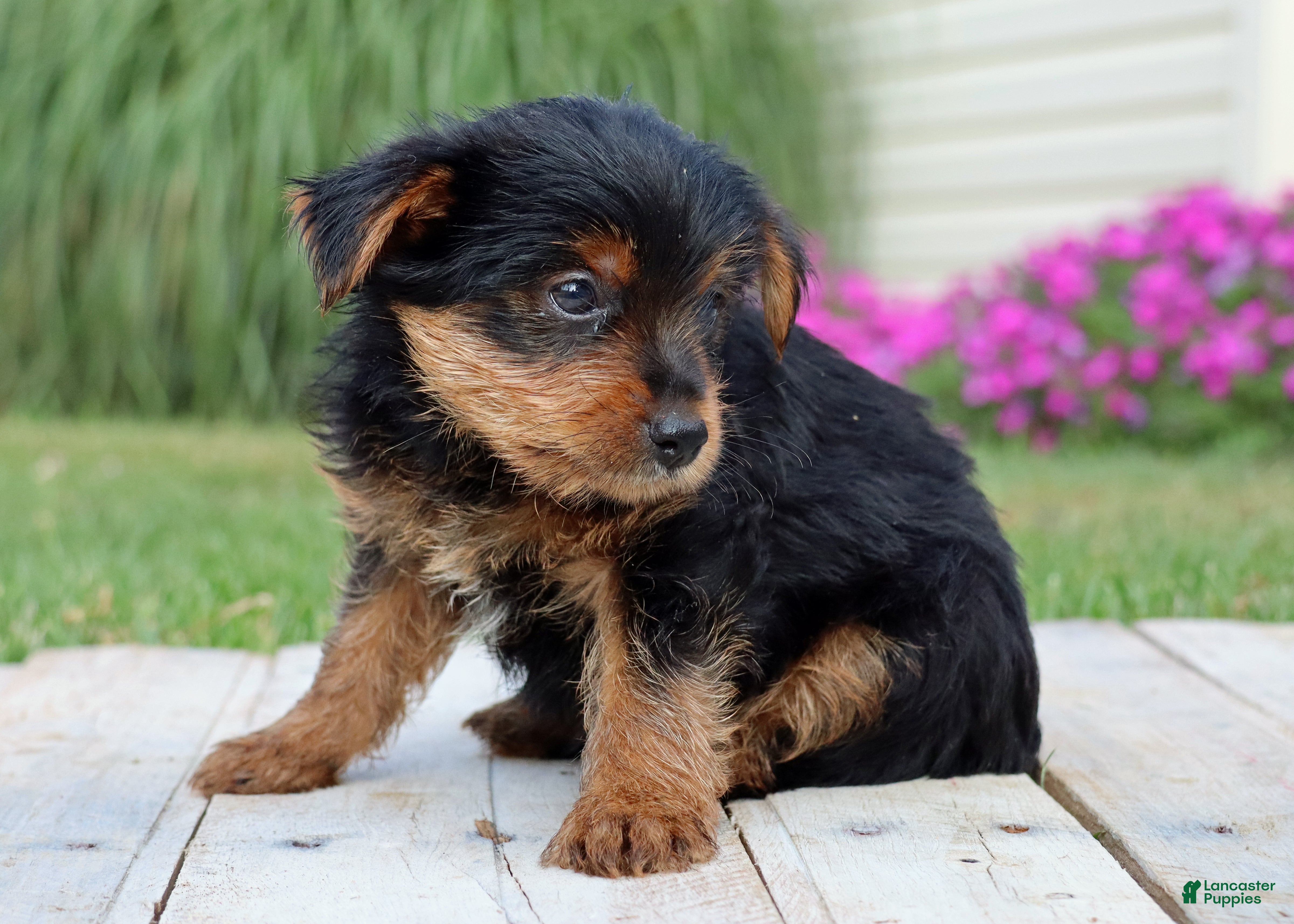 Yorkshire Terrier dogs Pepsi - Ad 2