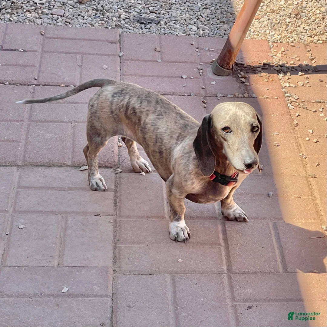 Dachshund dogs for sale: Scribble - Ad 2