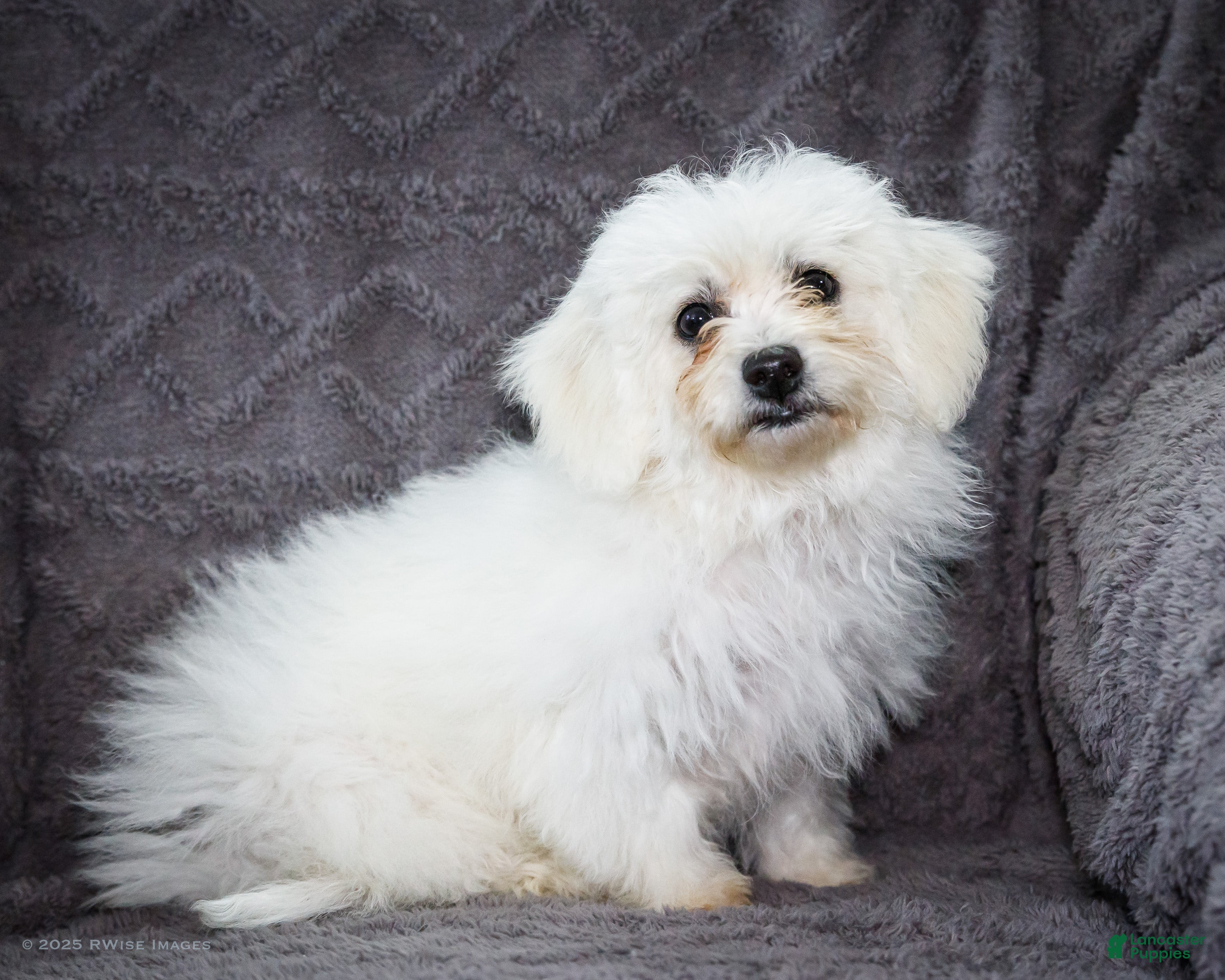 Bichon Frise dogs Jamaica - Ad 29