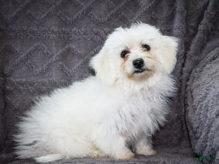 Bichon Frise dogs Jamaica - Ad 32