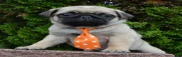 Pug dogs for sale: Porter - Ad 11