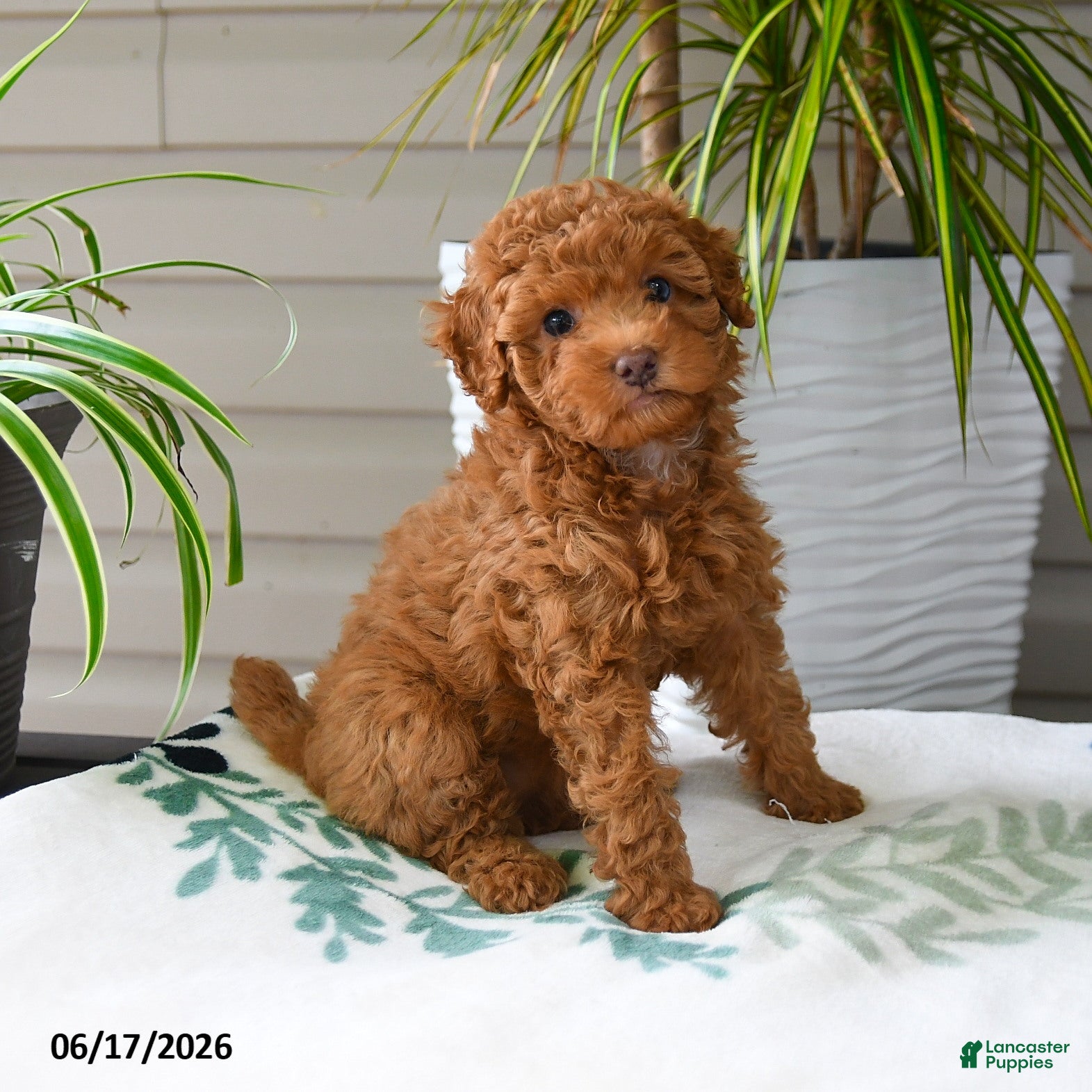 Miniature Poodle dogs Mocha - Ad 1