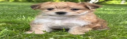 Morkie dogs for sale: Bradley  - Ad 7