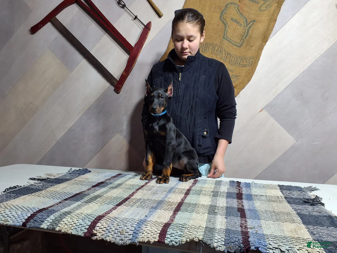 Doberman Pinscher dogs for sale: Mina - Ad 2