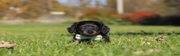Miniature Dachshund dogs for sale: Cocktail - Ad 8