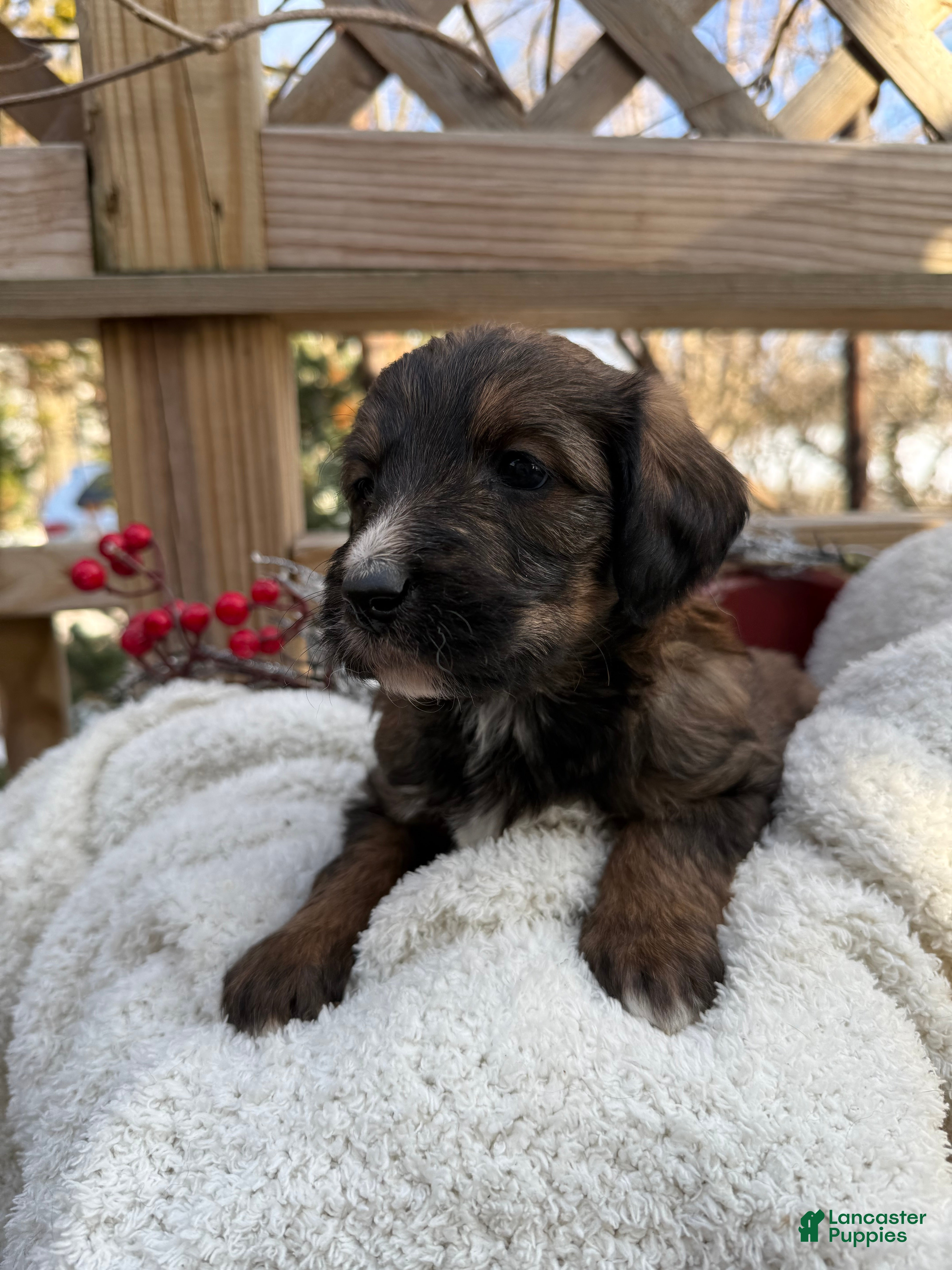 Mixed Breed dogs Brownie - Ad 2