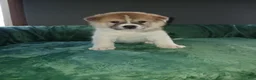 Akita dogs for sale: Rowan - Ad 9