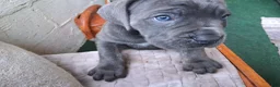 Cane Corso dogs for sale: Cane Corso 6 - Ad 18