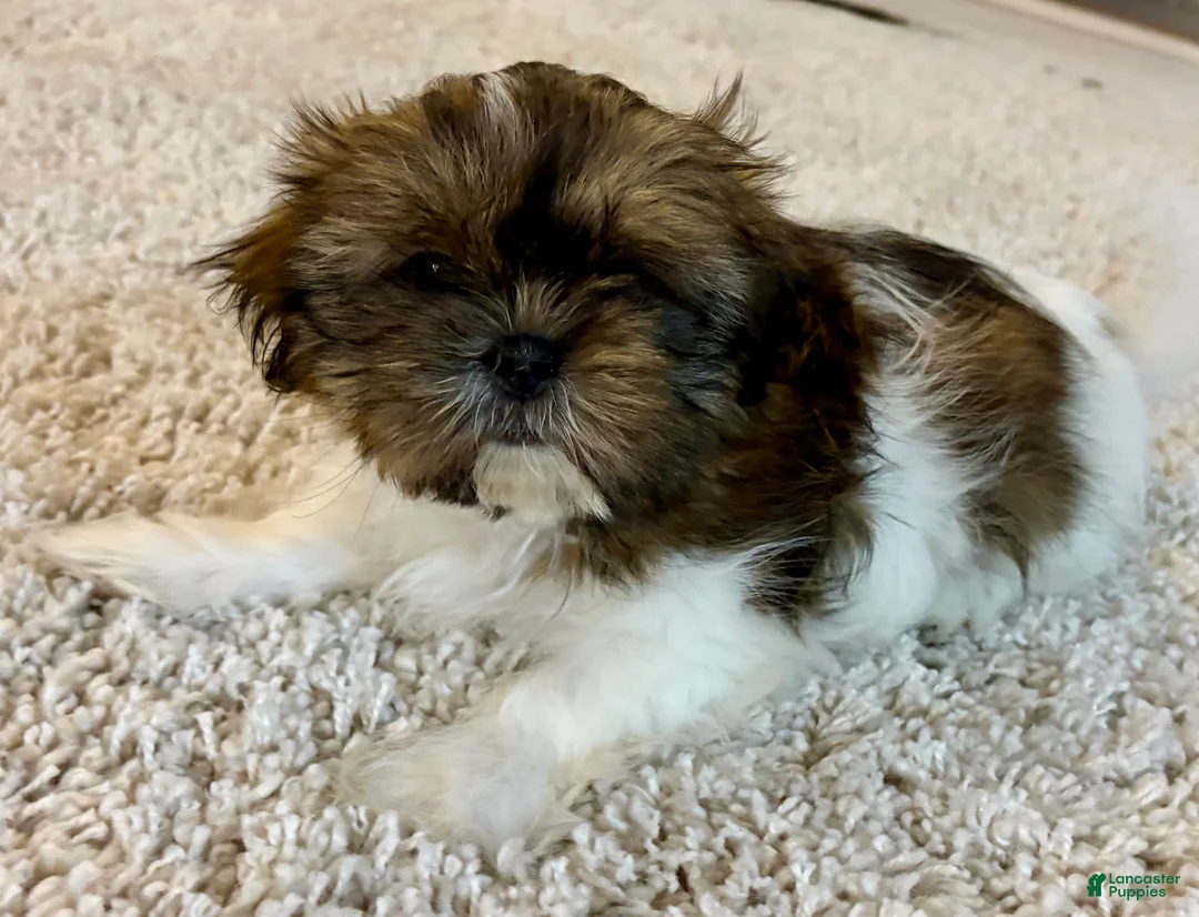 Shih Tzu dogs for sale: Shih Tzu Puppy 1 - Ad 3