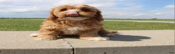 Cavapoo dogs for sale: Sky - Ad 8