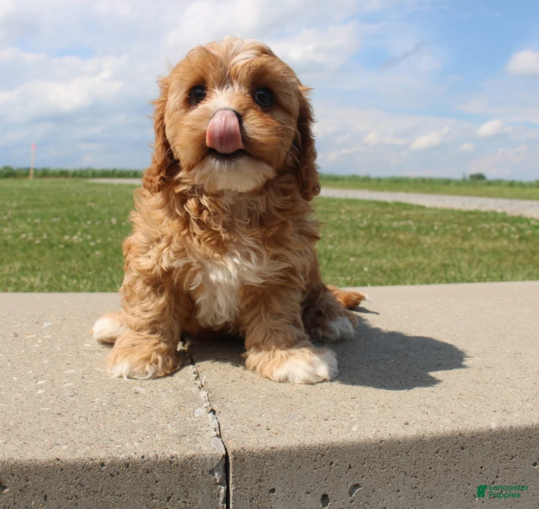 Cavapoo dogs for sale: Sky - Ad 8