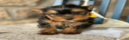 Yorkshire Terrier dogs for sale: Skylar - Ad 5