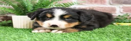 Bernese Mountain Dog dogs for sale: Stockings  - Ad 17