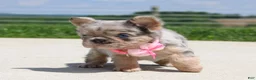 French Bulldog dogs for sale: Macie - Ad 3