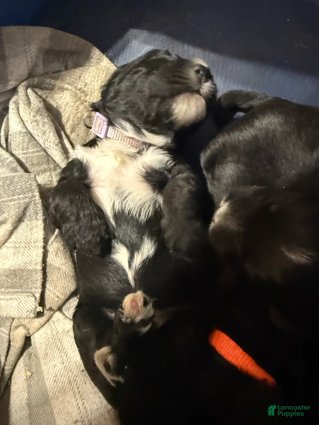 Mixed Breed dogs for sale: Light pink collar girl  - Ad 11