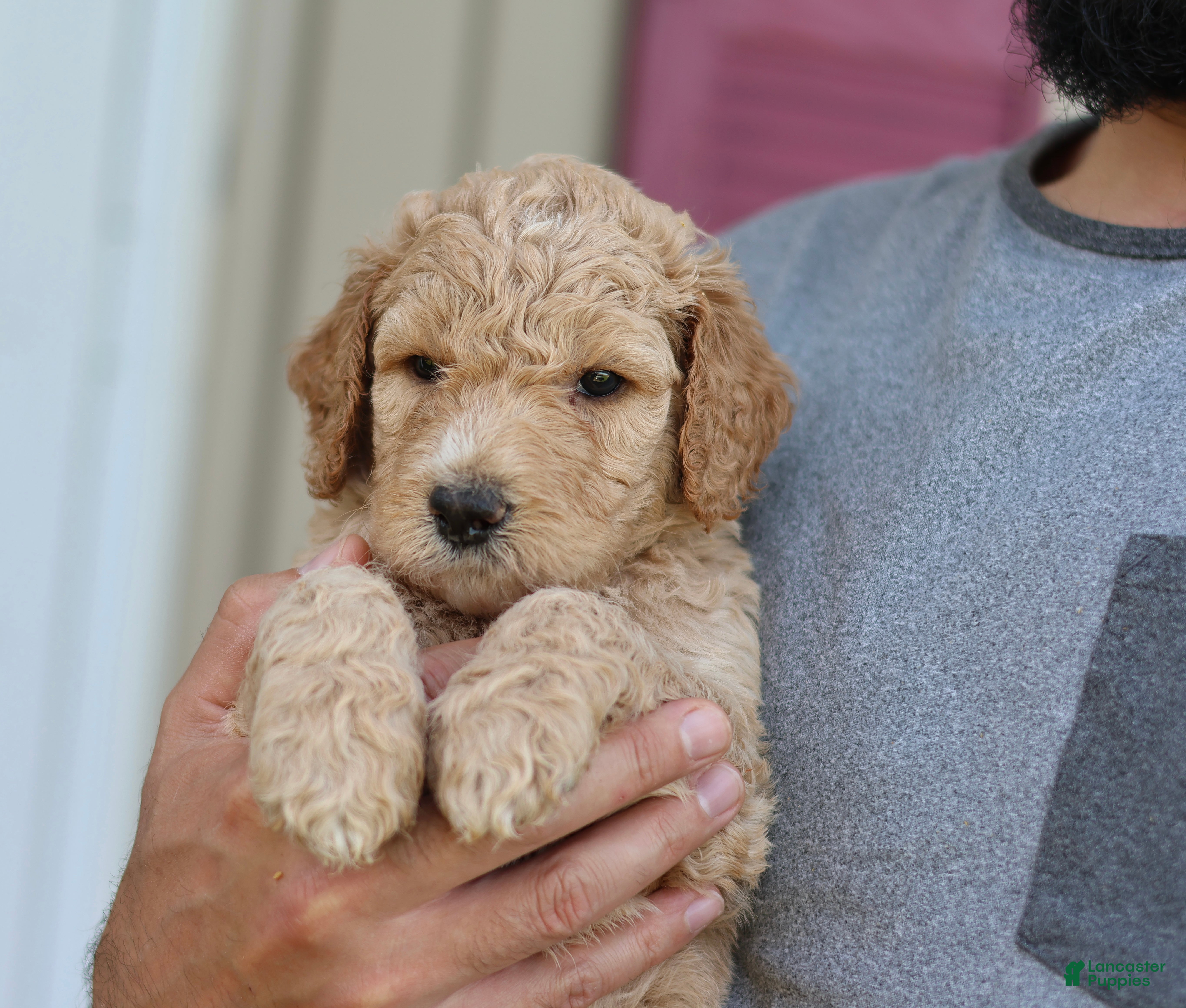 Goldendoodle dogs for sale: Charlie  - Ad 21