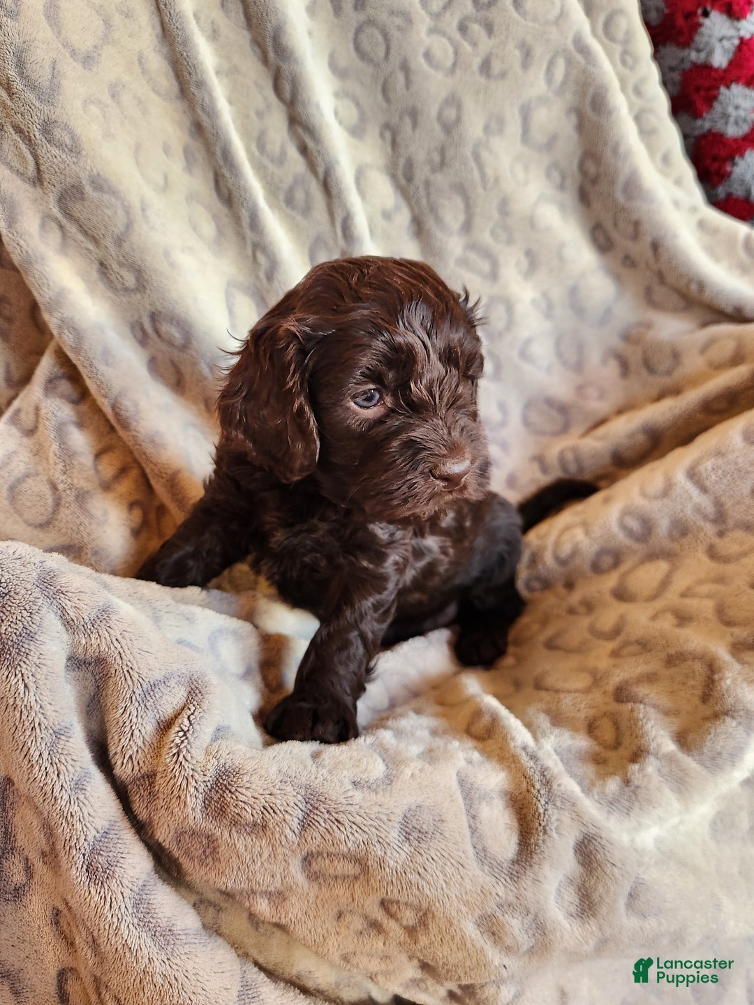 Mixed Breed dogs for sale: Lexie - Ad 6