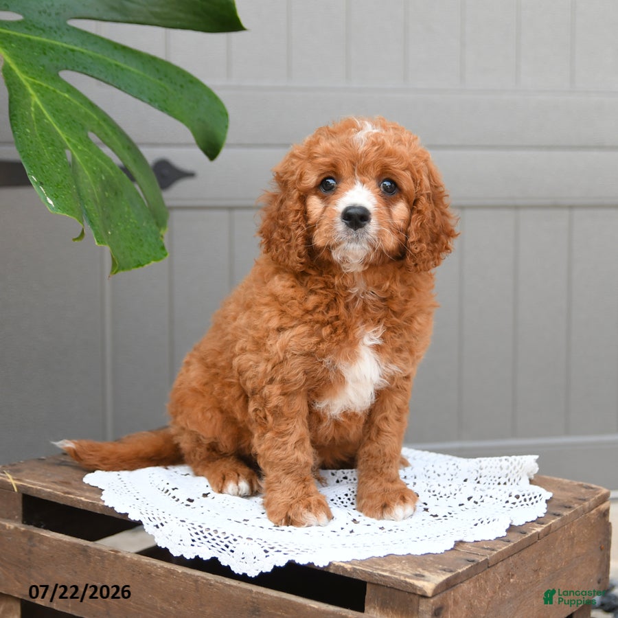 Cavapoo dogs Smores - Ad 2