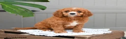 Cavapoo dogs for sale: Smores - Ad 2