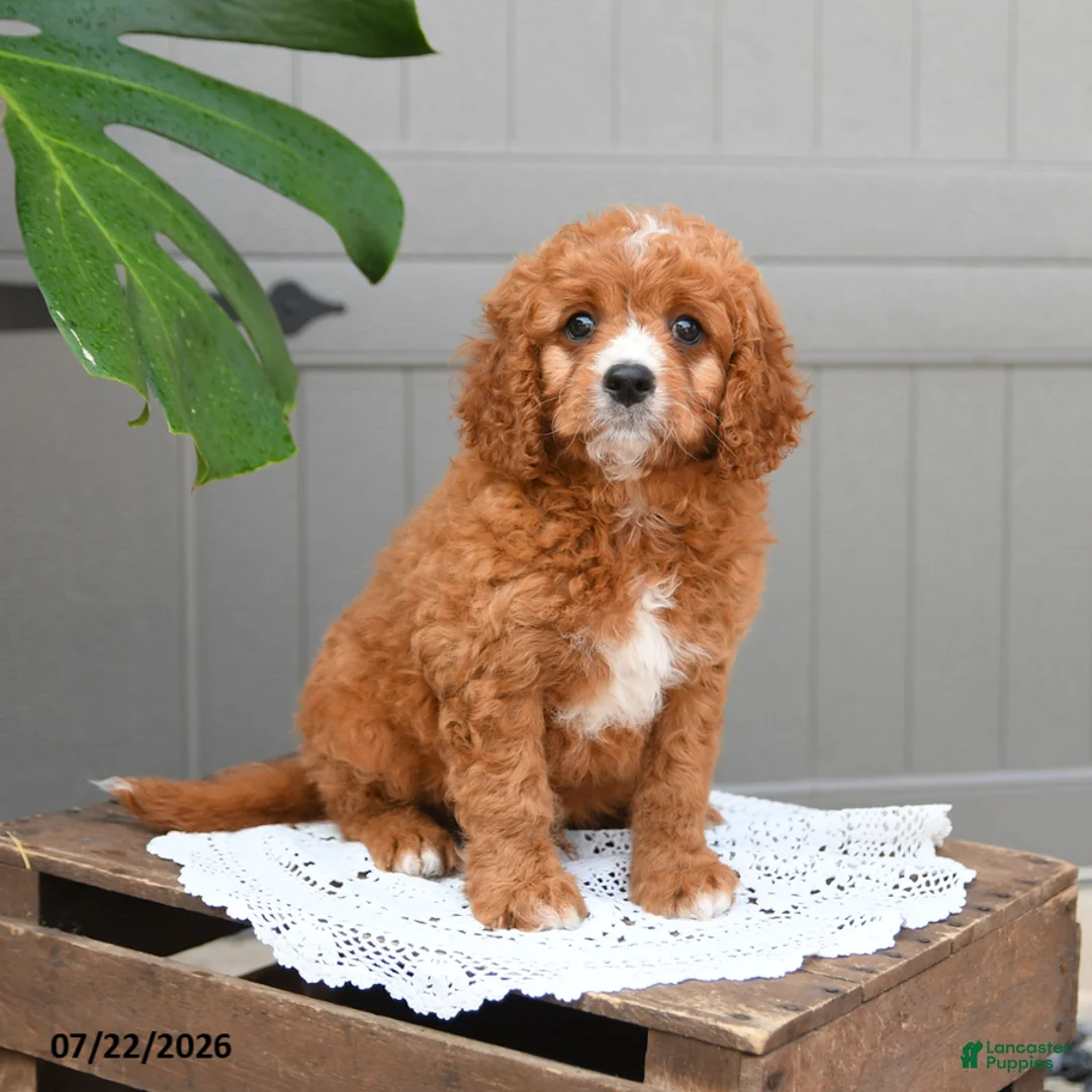Cavapoo dogs for sale: Smores - Ad 2
